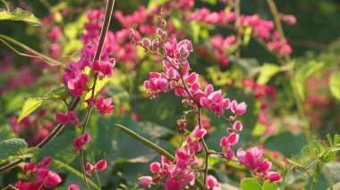 Pembe çiçekli yeşil çalı dallarına yakın.
