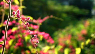 Pembe çiçekli yeşil çalı dallarına yakın.