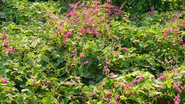 Close Van Groene Bush Takken Met Roze Bloesems — Stockfoto