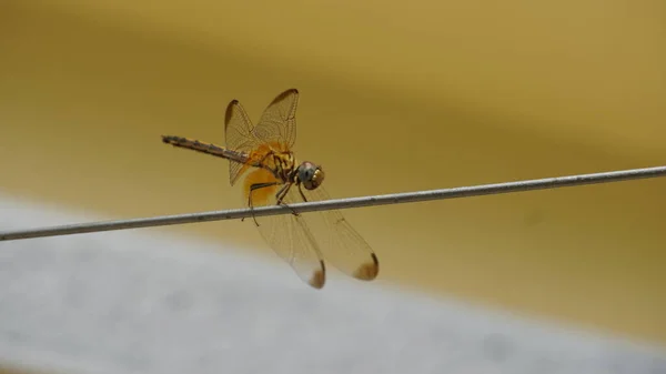 Close Tiro Libélula Pequena Sentado Fio — Fotografia de Stock