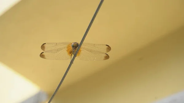 Close Tiro Libélula Pequena Sentado Fio — Fotografia de Stock