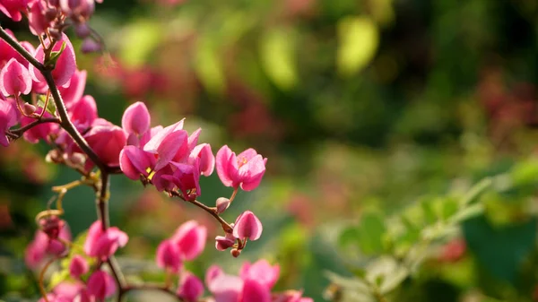 Närbild Gröna Buskar Grenar Med Rosa Blommor — Stockfoto