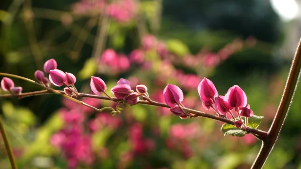 Närbild Gröna Buskar Grenar Med Rosa Blommor — Stockfoto