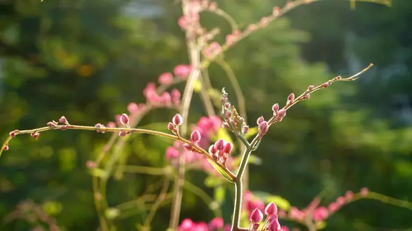 Närbild Gröna Buskar Grenar Med Rosa Blommor — Stockfoto