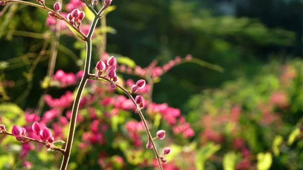 Närbild Gröna Buskar Grenar Med Rosa Blommor — Stockfoto