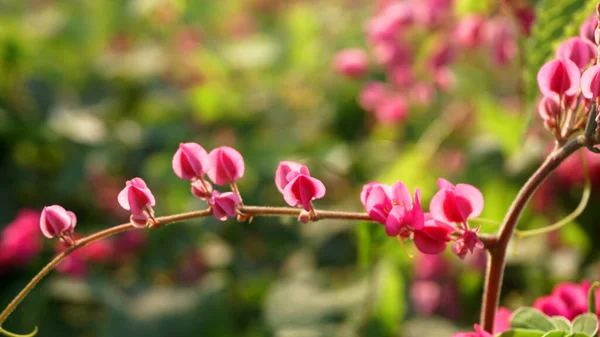 Närbild Gröna Buskar Grenar Med Rosa Blommor — Stockfoto