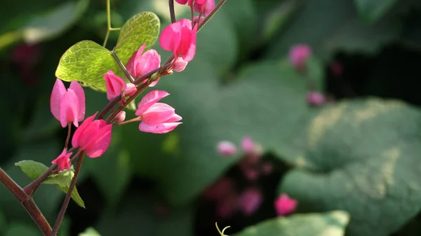 Κλείσιμο Πράσινων Κλαδιών Θάμνων Ροζ Άνθη — Φωτογραφία Αρχείου