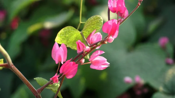 粉红花朵绿灌木枝条的密闭 — 图库照片