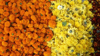 Marigold 'un sarı çiçekleri. Taze tatil çiçekleri, yakın çekim.