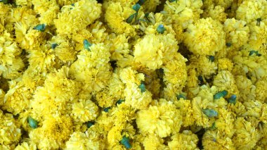 Marigold 'un sarı çiçekleri. Taze tatil çiçekleri, yakın çekim.