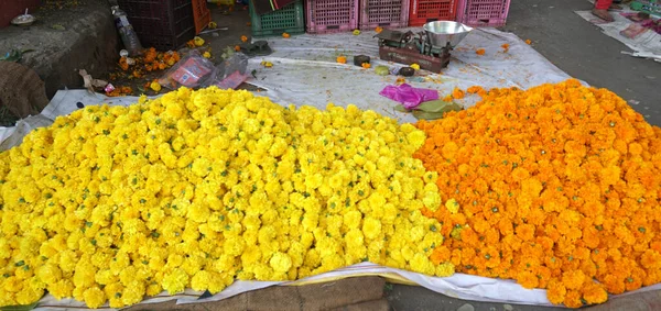 Marigold Sarı Çiçekleri Taze Tatil Çiçekleri Yakın Çekim — Stok fotoğraf