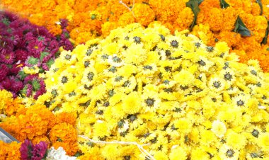 Marigold 'un sarı çiçekleri. Taze tatil çiçekleri, yakın çekim.