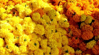 Marigold 'un sarı çiçekleri. Taze tatil çiçekleri, yakın çekim.