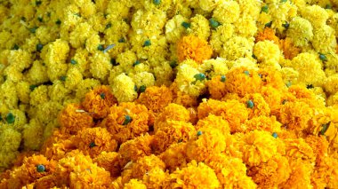 Marigold 'un sarı çiçekleri. Taze tatil çiçekleri, yakın çekim.