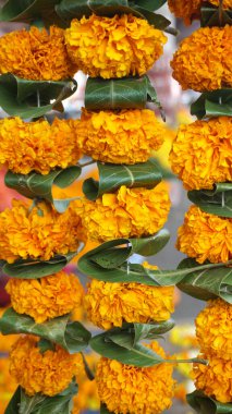 Marigold 'un sarı çiçekleri. Taze tatil çiçekleri, yakın çekim.