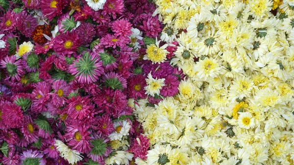 Żółte Kwiaty Marigold Świeże Kwiaty Wakacyjne Strzał Bliska — Zdjęcie stockowe