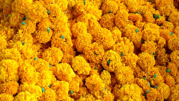 Yellow flowers of Marigold. Fresh holiday flowers, closeup shot