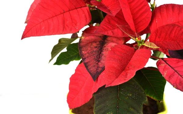 Gros Plan Plante Maison Avec Des Feuilles Vert Rouge — Photo