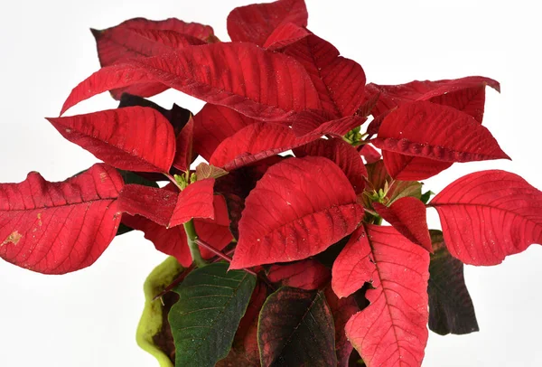 Yeşil Kırmızı Yapraklı Bitkisine Yakın Çekim — Stok fotoğraf
