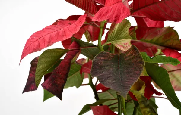 Κλείσιμο Του Φυτού Πράσινα Κόκκινα Φύλλα — Φωτογραφία Αρχείου