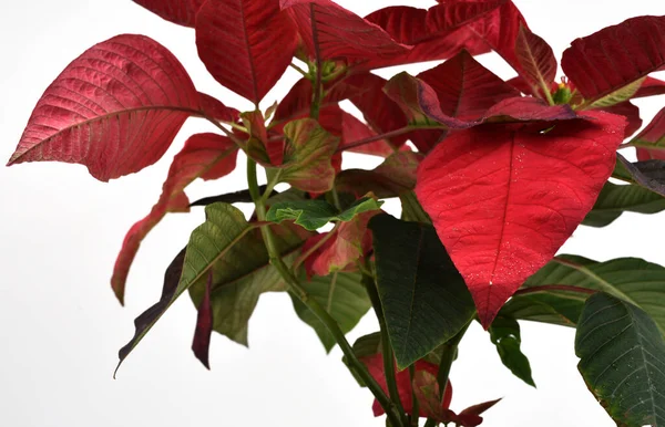 Primer Plano Planta Casera Con Hojas Verde Rojas —  Fotos de Stock