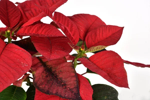 Primer Plano Planta Casera Con Hojas Verde Rojas — Foto de Stock