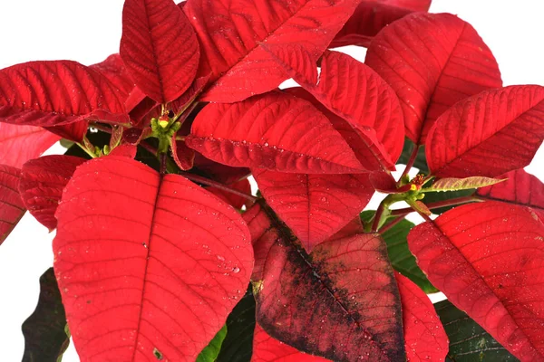 Yeşil Kırmızı Yapraklı Bitkisine Yakın Çekim — Stok fotoğraf