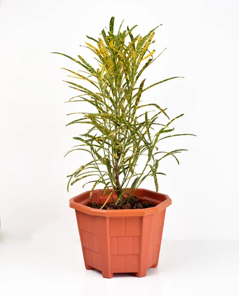 Primer Plano Planta Casera Con Hojas Verde Amarillas — Foto de Stock