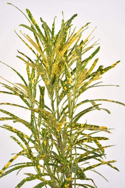 Detailní Záběr Domácí Rostliny Zelenožlutými Listy — Stock fotografie