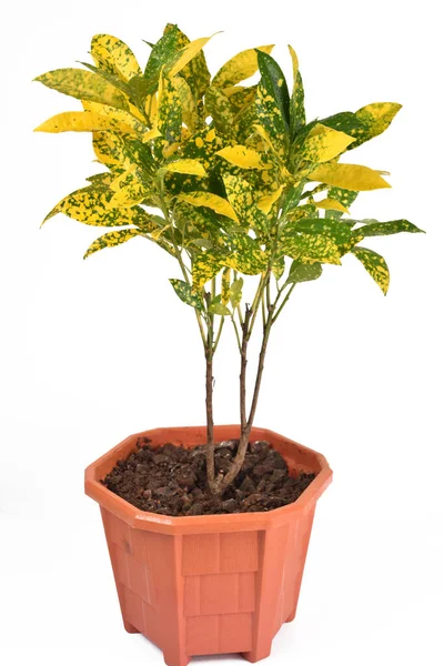 Closeup Home Plant Green Yellow Leaves — Stock Photo, Image
