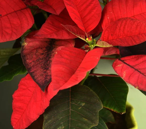 Крупный План Домашнего Растения Зелено Красными Листьями — стоковое фото