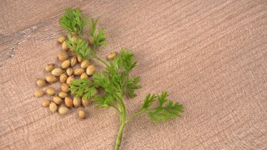 Kuru kişniş tohumları ve yeşil taze kişniş yaprakları Asya mutfağında ünlü baharatlar..