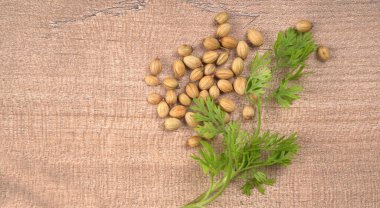 Kuru kişniş tohumları ve yeşil taze kişniş yaprakları Asya mutfağında ünlü baharatlar..