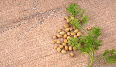 Kuru kişniş tohumları ve yeşil taze kişniş yaprakları Asya mutfağında ünlü baharatlar..