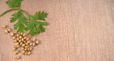 Kuru kişniş tohumları ve yeşil taze kişniş yaprakları Asya mutfağında ünlü baharatlar..