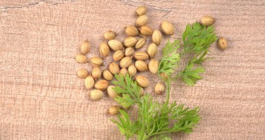 Kuru kişniş tohumları ve yeşil taze kişniş yaprakları Asya mutfağında ünlü baharatlar..