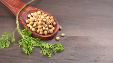 Kuru kişniş tohumları ile küçük bambu kaşığı ve yeşil taze demet kişniş yaprakları, Asya mutfağında ünlü baharatlar..