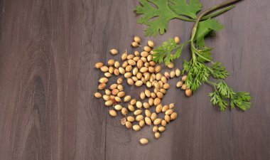 Kuru kişniş tohumları ve yeşil taze kişniş yaprakları Asya mutfağında ünlü baharatlar..