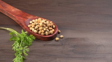 Kuru kişniş tohumları ile küçük bambu kaşığı ve yeşil taze demet kişniş yaprakları, Asya mutfağında ünlü baharatlar..