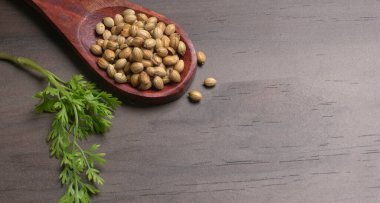 Kuru kişniş tohumları ile küçük bambu kaşığı ve yeşil taze demet kişniş yaprakları, Asya mutfağında ünlü baharatlar..