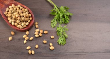 Kuru kişniş tohumları ile küçük bambu kaşığı ve yeşil taze demet kişniş yaprakları, Asya mutfağında ünlü baharatlar..