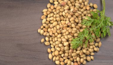 Kuru kişniş tohumları ve yeşil taze kişniş yaprakları Asya mutfağında ünlü baharatlar..