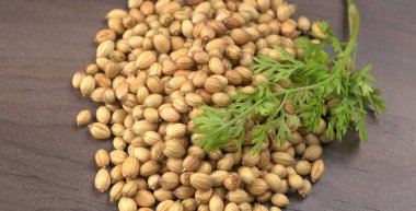 Kuru kişniş tohumları ve yeşil taze kişniş yaprakları Asya mutfağında ünlü baharatlar..