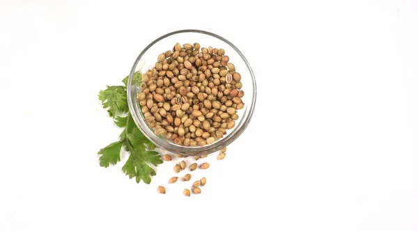 Dry Coriander Seeds Green Fresh Bunch Coriander Leaves Famous Spices — Foto de Stock