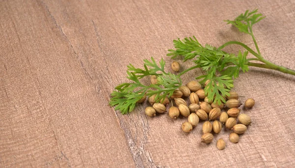 Kuru kişniş tohumları ve yeşil taze kişniş yaprakları Asya mutfağında ünlü baharatlar..