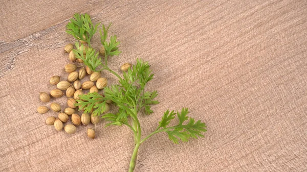 Kuru kişniş tohumları ve yeşil taze kişniş yaprakları Asya mutfağında ünlü baharatlar..