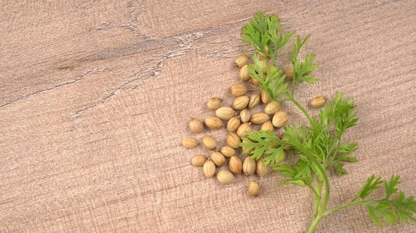 Kuru kişniş tohumları ve yeşil taze kişniş yaprakları Asya mutfağında ünlü baharatlar..