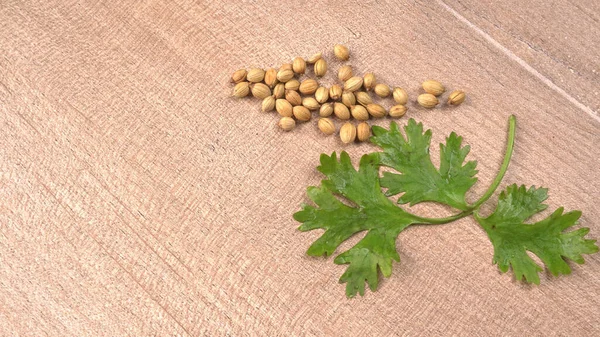 Kuru kişniş tohumları ve yeşil taze kişniş yaprakları Asya mutfağında ünlü baharatlar..