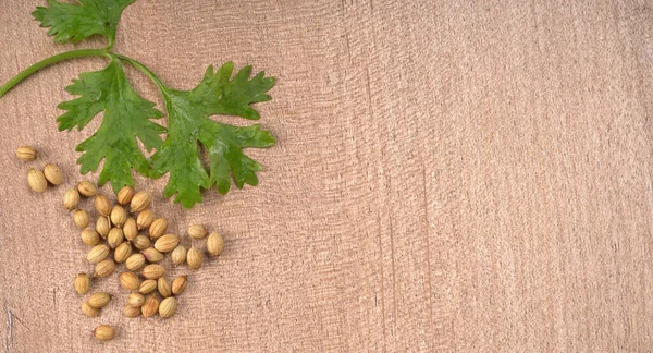 Kuru kişniş tohumları ve yeşil taze kişniş yaprakları Asya mutfağında ünlü baharatlar..
