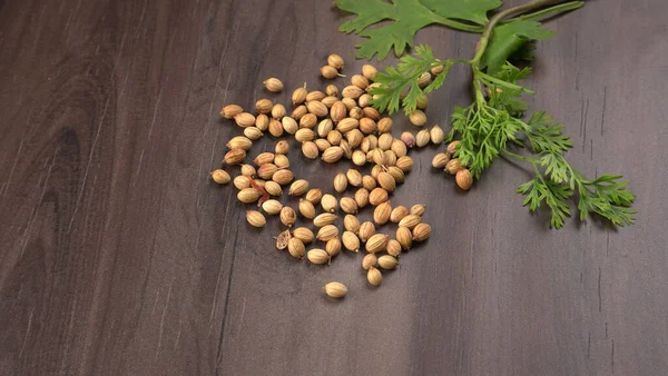 Kuru kişniş tohumları ve yeşil taze kişniş yaprakları Asya mutfağında ünlü baharatlar..